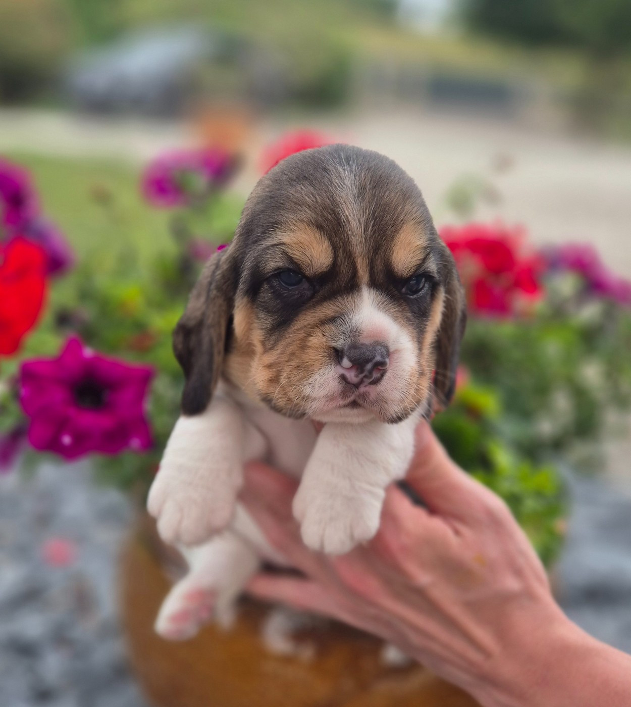 Chiot beagle a réserver