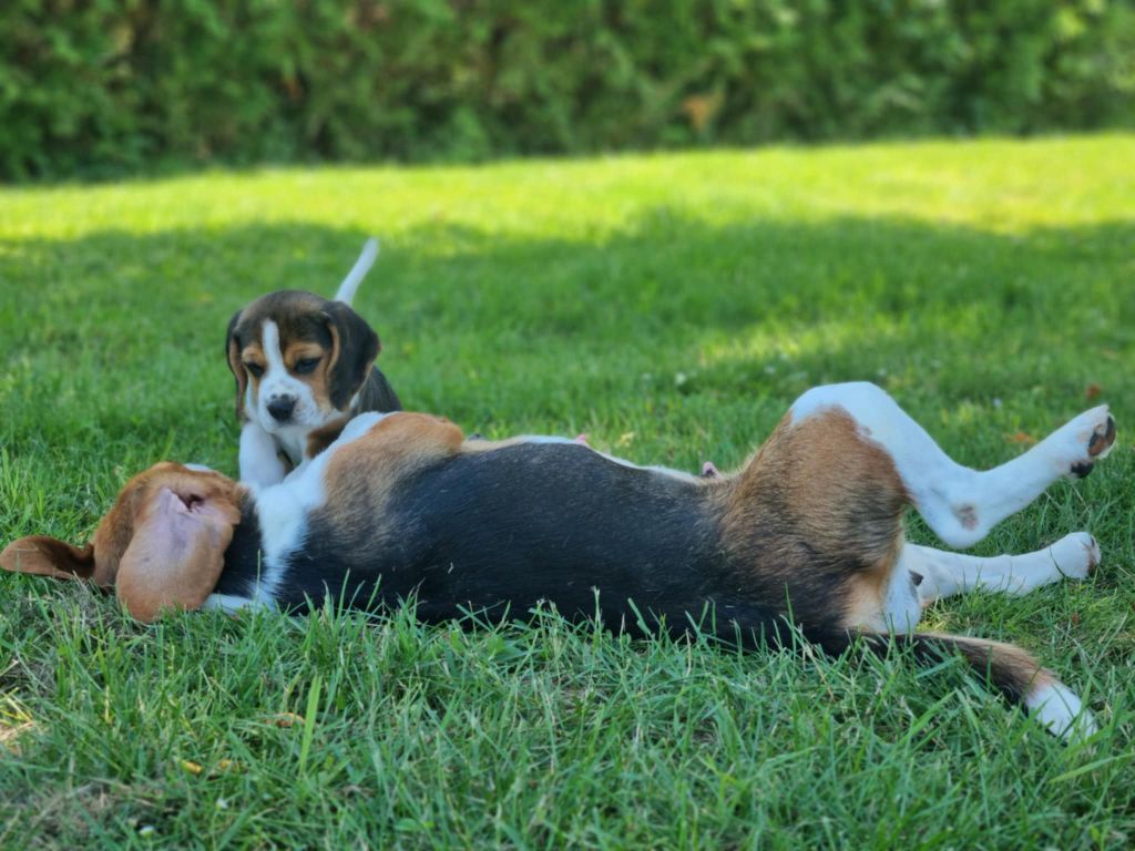 CHIOTS BEAGLE DISPONIBLES 